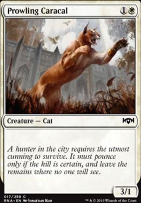 Prowling Caracal