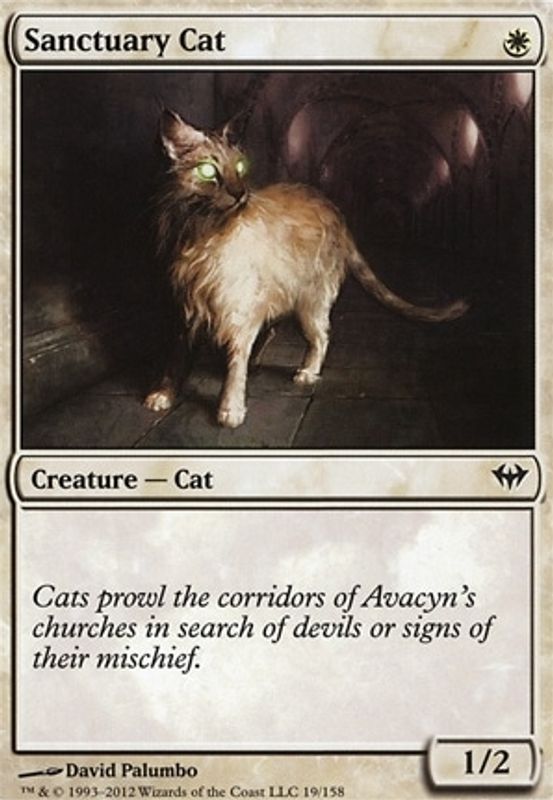 Sanctuary Cat