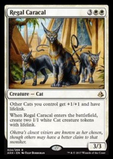 Hovedbilde Regal Caracal
